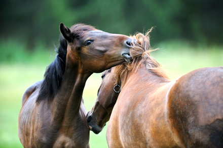 Disease Alert: Strangles Strikes Horses in Australia | EquiMed - Horse ...