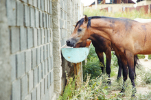 Nutritional intervention for your horse