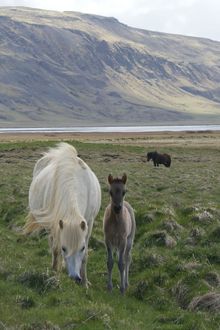 An Icelandic mare and foal