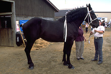 A Percheron draft horse