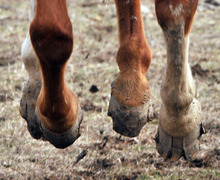Laminitis - highest priority in horse research