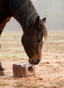 Helping make horses healthier