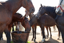 Horses around a trough.