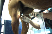 Advances in horse arthroscopic surgery