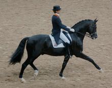 Typical Warmblood dressage horse