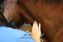 Drugs are commonly used in the treatment of horses