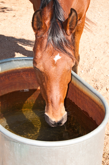 Meeting your horse's summer water requirements