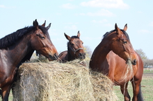 Horses eating hay