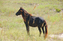 Branded horse on Shackleford Banks