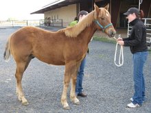Gelding clinics expanding into new states