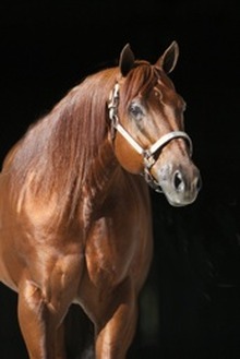 Power and beauty of reining horse champ