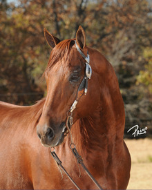 Whiz N Tag Chex - Million Dollar Sire