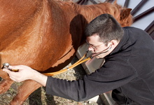 Veterinarian checking for colic sounds