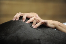 Chiropractice and message therapies for the horse