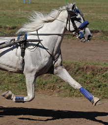 Older horse with increasing need of vitamin C