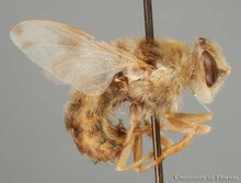 The adult bot fly resembles a bee