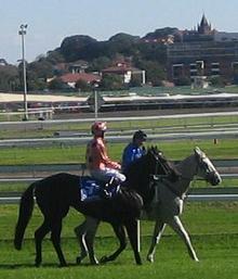 Black Caviar - The race horse