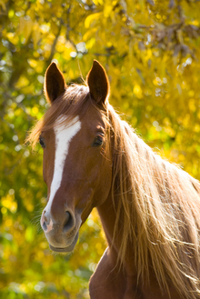 Fall: An important time for deworming horses