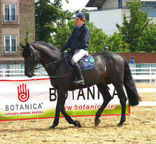 Irish sport horse - Popular in China