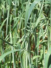 Oat grass