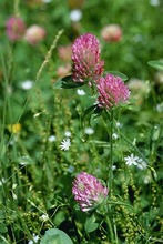 Red clover hay