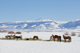 Cold weather protection for horses