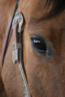 Horse eyes