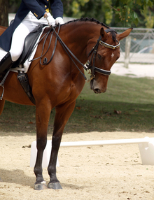 Psychological effects on horse performance