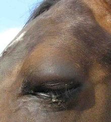 A painful horse's eye