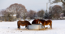 Horses eating forage in feeder in a snow-covered paddock.