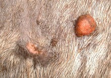 Sarcoids on horse's skin