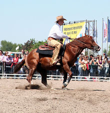 The sport of horse reining