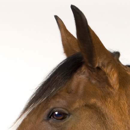 Equine Senses and How They Relate to Behavior | EquiMed - Horse Health