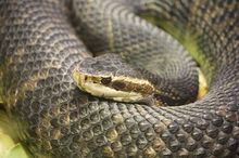 Snake as source of EEE virus