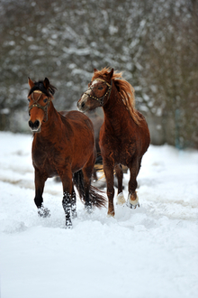 Horses pulling a sleigh through snow