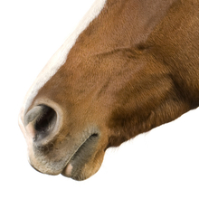 Horse nose.