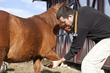 Vet doing lameness check on horse