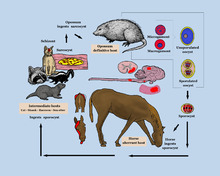 Sources and links - EPM in horses