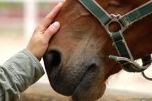 Horse sense of touch.