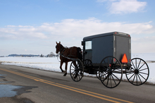 An Amish horse-pulled buggy