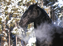 Winterize your horse