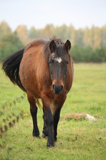 Move from pasture to stable may lead to colic in horses