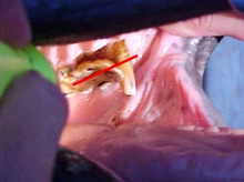 Horse teeth abnormalities including hooks