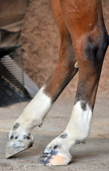 Lameness prevention in equines