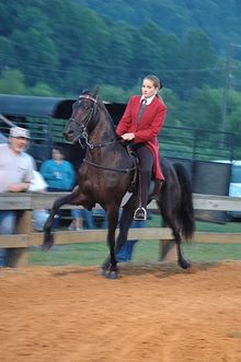 A high-stepping Tennessee Walking Horse