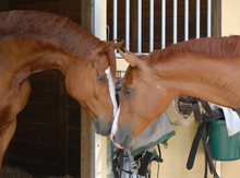Close contact between horses - EHV-1