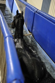 Swimming as exercise for horses