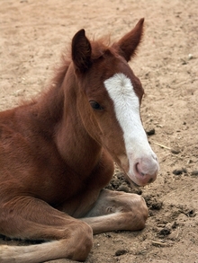 A foal at rest