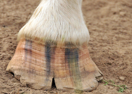 Can You Ride a Horse With a Chipped Hoof 