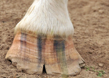 A chipped and cracked horse hoof